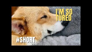 Shinji The Corgi- I'm so tired TikTok #short