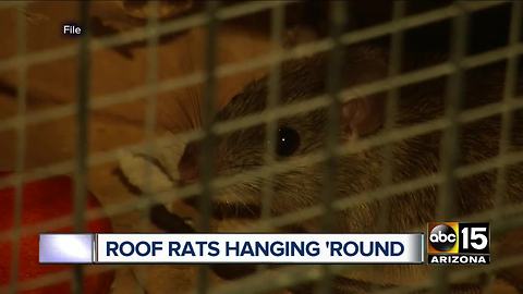 Valley residents have trouble with "roof rats"