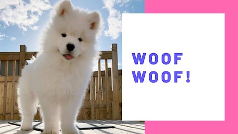 Samoyed puppy makes the most adorable barking sound