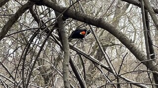 Red tipped Black Bird