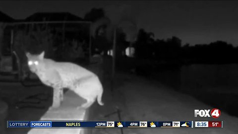 Video captures bobcat in Bradenton backyard, neighbors worry about their pets