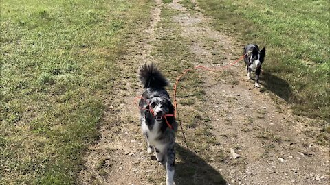 Australian Shepherd pulls Border Collie away from hunting mice