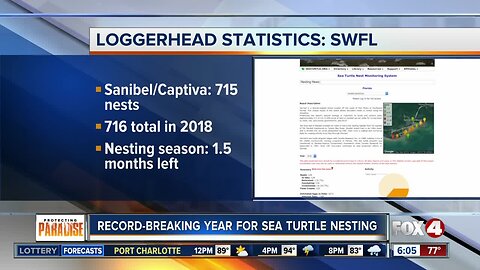 Record-breaking yaer for sea turtle nesting