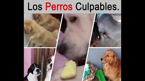 Los perros culpables (gracioso)