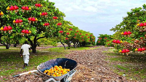 How Asian Farmer Harvesting Cashew Nuts and Processing in Modern Factory - Cashew Farming Technique