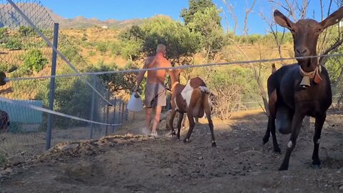 Breakfast time for the fatty goats 🐐