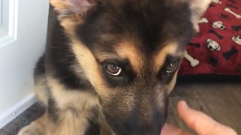 Newborn puppy see's human for the FIRST TIME!!