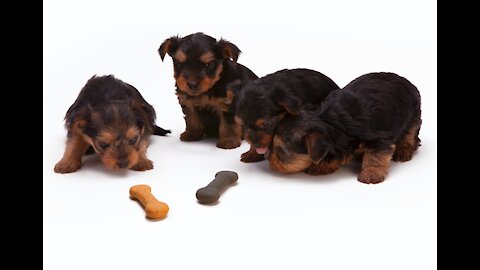 Hungry dogs eating their meals.