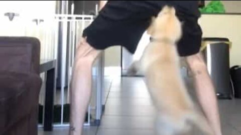 Ce chien mord son maître quand il s'essaie au twerk