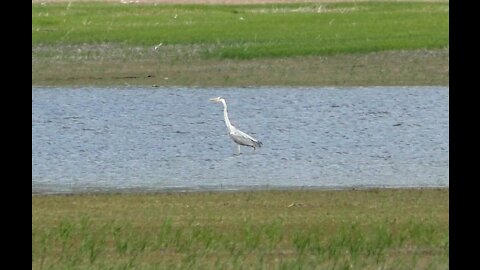 Heron catches a fish