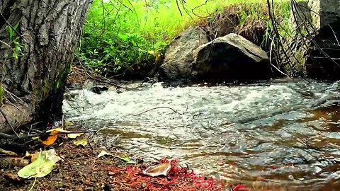 Flowing mountain stream in 4K, running water to help you relax and sleep