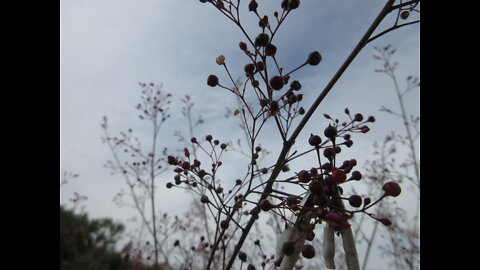 Fame Flower Java Ginseng Flower