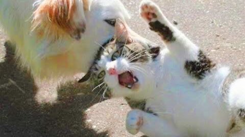 Enemy#1 compilation of funny Cat Vs Dog Action screen