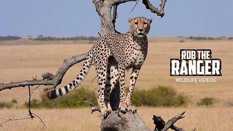 Male Cheetah Calling For A Mate | Lalashe Maasai Mara Safari