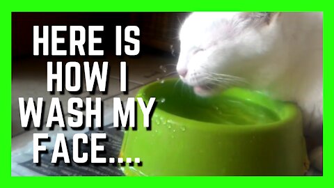 This Adorable Cat Can Drink Water & Wash Her Face At The Same Time | Funny Cats