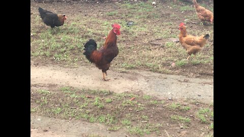 Feeding time for the chickens 🐓