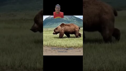 Alaska has 3 bear species