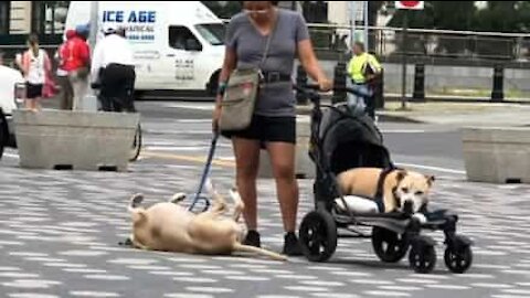 Dog refuses to walk with owner and lies down on sidewalk