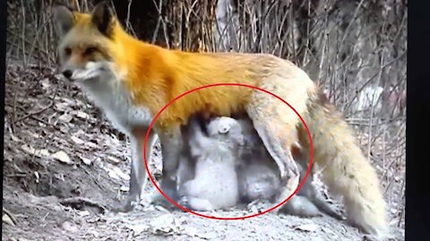 Fox feeding orphans bears