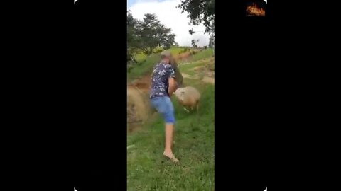 Liberal Sheep vs MAGA