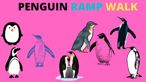 Ramp Walk By Baby PENGUIN Bird# Shorts