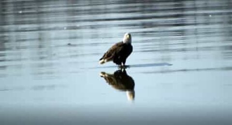 American bald eagle floats down the Mississippi on a block of ice