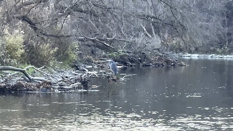 Great Blue Heron takes off as I got closer