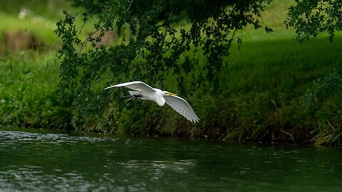 Gliding Great Egret, Sony A1/Sony Alpha1, 4k