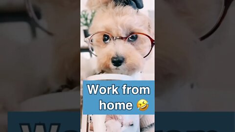 Work from home | funny dog 🐶 | #justforlaugh #puppylove #funnyvideo #shorts #workfromhome #coffee