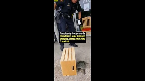 Were you aware an innocent turtle was once shot by police?