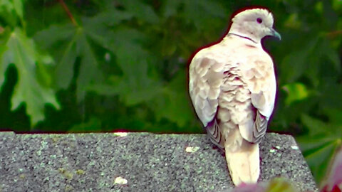 IECV NV #614 - 👀 Turtle Doves On The Roof Then On The Pole Light🕊️ 6-8-2018