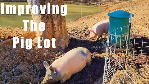 Pig Pen, Improving Conditions for the Feeder Pigs