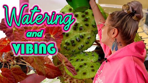 Houseplant Watering Tips & Tricks