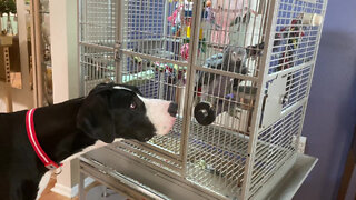 Curious Great Dane Chats With African Grey Parrot