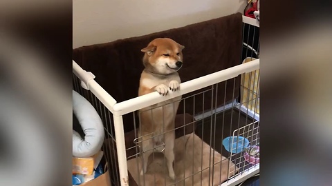 Sweet Doggy Flashes A Smile Upon Owner's Return