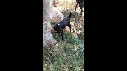 Goat funny videos sudh milak