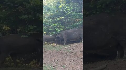 Tassels and the herd checking us out on our after dinner hike. #Pigs #SasquatchSchool