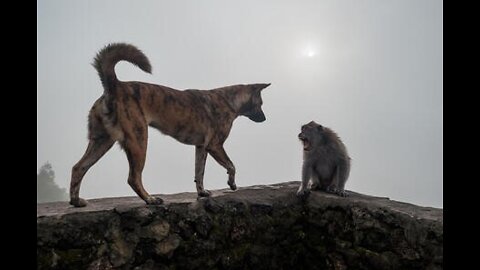 Monkeys vs Dogs Gangster Battle😆