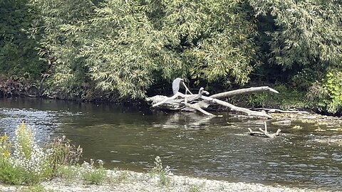 Great Blue Heron chilling