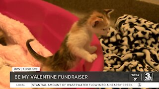 Midlands Humane Society holding fundraiser