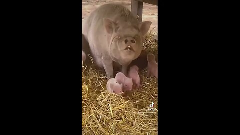 Just pigs #shorts #animals #cute #puppies #sea #monkey #world #funny #funnyvideo #truth