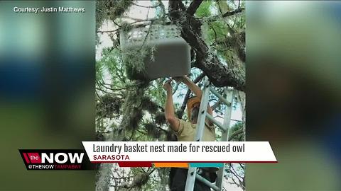 Laundry basket nest made for rescued owl