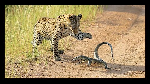 Leopard vs Monitor Lizard Real Fight | Hungry Leopard Hunt Lizard But Fail | Most Amazing Attack