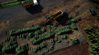 Christmas tree shuttle truck loading Oregon 2021