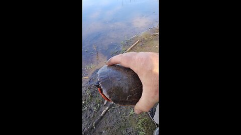 Red bellied cooter 🐢