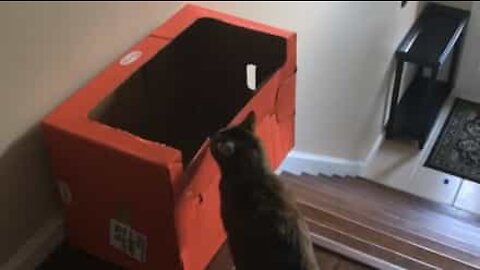 Cat discovers the coolest way to go down the stairs