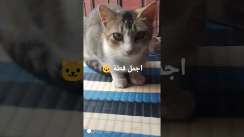 سبحان الله ما أجمل القطط؟#shorts