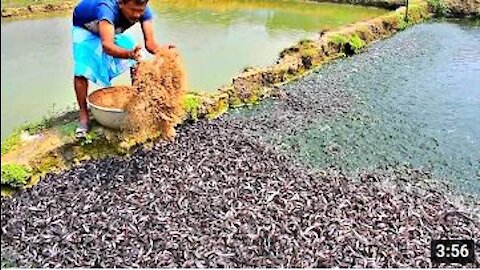 Million African Catfish Eating Pellet Feed in Pond Usaha Budidaya Lele Catfish Farming