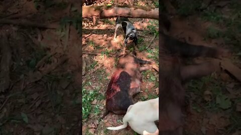 Bluetick catches and dogo argentino catch 300 plus pound largest sow wild pig of my life beast mode