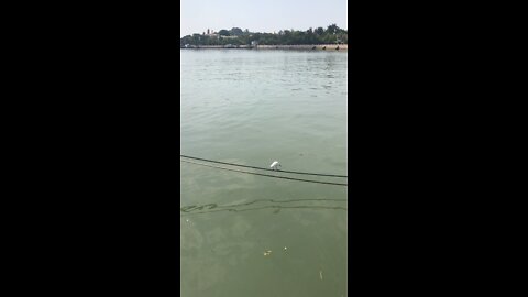 a fishing bird in Xiamen